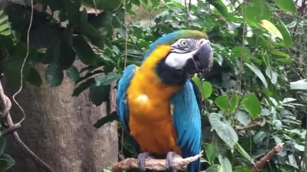 木の近くにあるマコーのオウムの鳥 マコーは赤黄色の青と緑から様々な色合いの熱帯のオウムです — ストック動画
