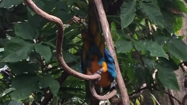 Pájaro Loro Guacamayo Árbol Cerca Guacamayos Son Loros Tropicales Varios — Vídeos de Stock