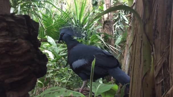 Close View Head Victoria Crowned Pigeon Tropical Forest Green Background — Vídeo de stock