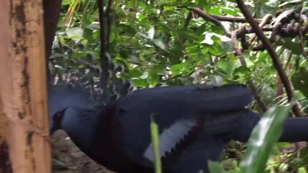 Close View Head Victoria Crowned Pigeon Tropical Forest Green Background — Vídeo de stock