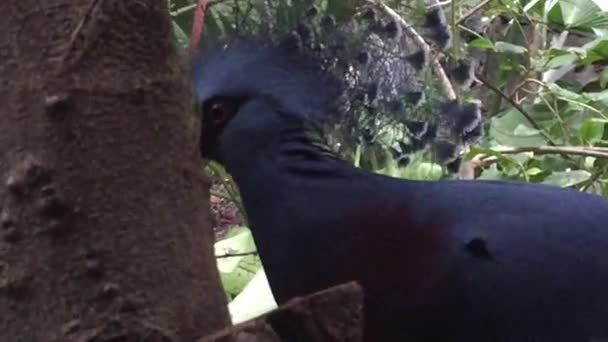 Close View Head Victoria Crowned Pigeon Tropical Forest Green Background — Vídeo de stock
