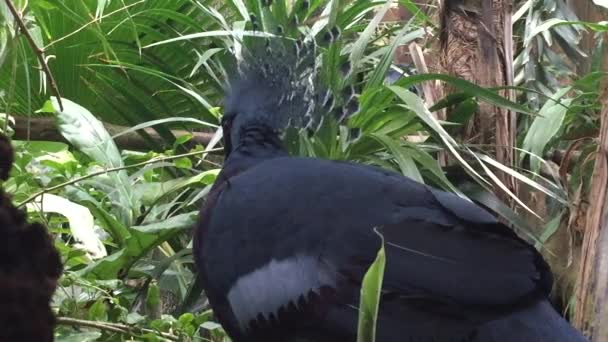 Close View Head Victoria Crowned Pigeon Tropical Forest Green Background — Vídeo de stock