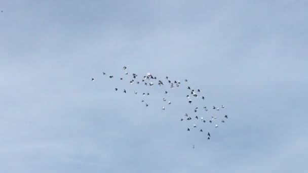 Flock Birds Flying Flock Sky Swooping High Low Background — Stockvideo