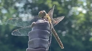 Yusufçuk dişi darter, yüzün yakından bakınca Odonata, Ruddy Darter gibi işaretler yüzünden gülümsüyor gibi görünüyor. (Sympetrum Sanguineum)