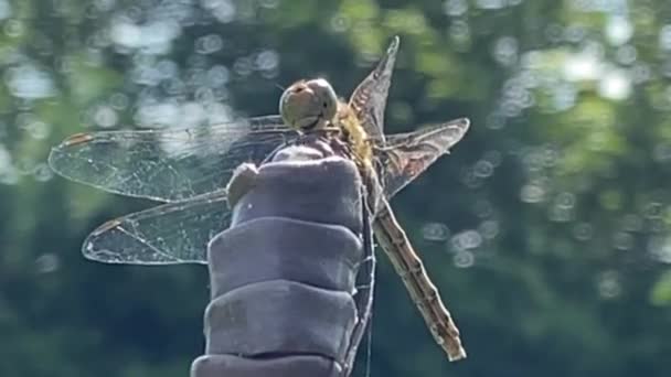 Dragonfly Female Ruddy Darter Close Face Looks Smiling Due Markings — Stockvideo