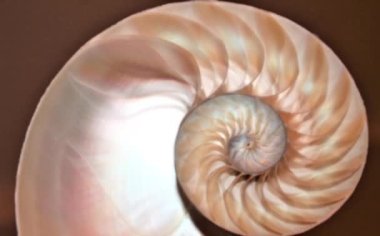 nautilus Shell Fibonacci video klibi altın oran sıralaması doğal arkaplan yarım dilim