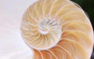 nautilus Shell Fibonacci video klibi altın oran sıralaması doğal arkaplan yarım dilim