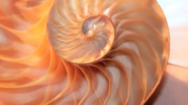 nautilus Shell Fibonacci video klibi altın oran sıralaması doğal arkaplan yarım dilim
