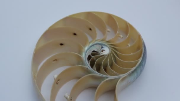 Nautilus Shell Stock Fibonacci Beeldmateriaal Video Clip Draaien Gouden Verhouding — Stockvideo