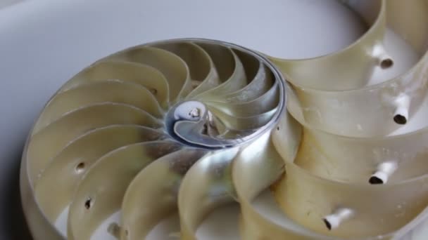 Nautilus Shell Fibonacci Video Klibi Altın Oran Sıralaması Doğal Arkaplan — Stok video