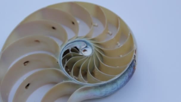 Nautilus Shell Stock Fibonacci Footage Video Clip Turning Golden Ratio — Stock Video