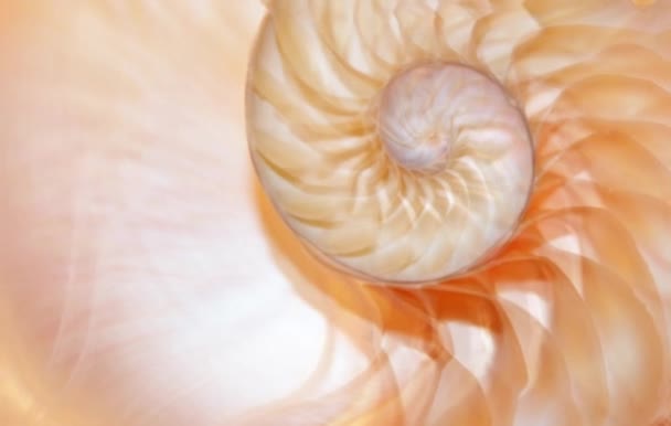 Material Concha Nautilus Imágenes Fibonacci Clip Vídeo Girando Número Proporción — Vídeos de Stock