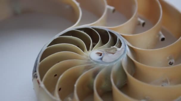 Nautilus Shell Stock Fibonacci Beeldmateriaal Video Clip Draaien Gouden Verhouding — Stockvideo