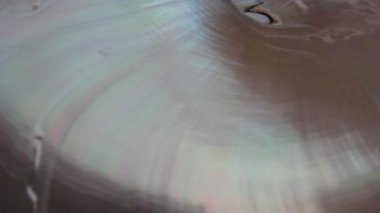nautilus Shell Fibonacci video klibi altın oran sıralaması doğal arkaplan yarım dilim