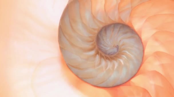 Nautilus Shell Stock Fibonacci Beeldmateriaal Video Clip Draaien Gouden Verhouding — Stockvideo