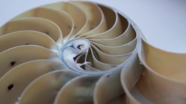 Material Concha Nautilus Imágenes Fibonacci Clip Vídeo Girando Número Proporción — Vídeos de Stock