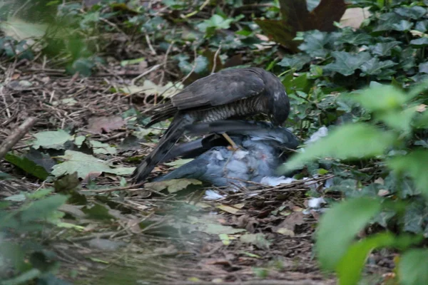 Épervier avec pigeon qu'il chassait — Photo