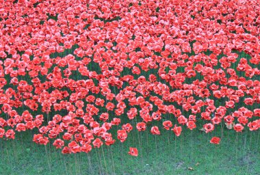 Toprakları ve Tower of London, kırmızı Poppies denizler süpürüldü kan
