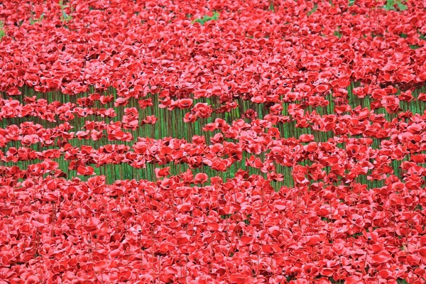 Blood Swept Lands and Seas of Red Poppies — Stock Photo, Image