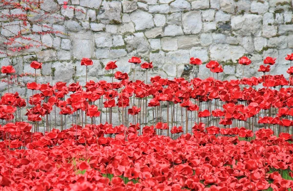 Amapolas en la Torre de Londres - Tierras barridas de sangre y mares de rojo —  Fotos de Stock