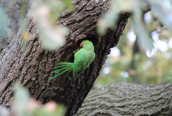 Feral Rose-ringed Parakeet (psitticula kraneri) in West London — Stock Photo, Image