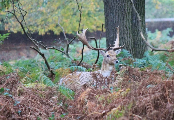 Stag red deer wild England- Cervus elaphus — Stock Photo, Image