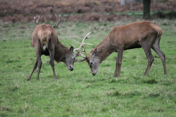 Rutting Stag червоний олень Дика Англія-Certus елафтус — стокове фото