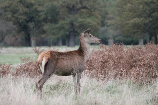 Red deer doe fern and field — Stock Photo, Image