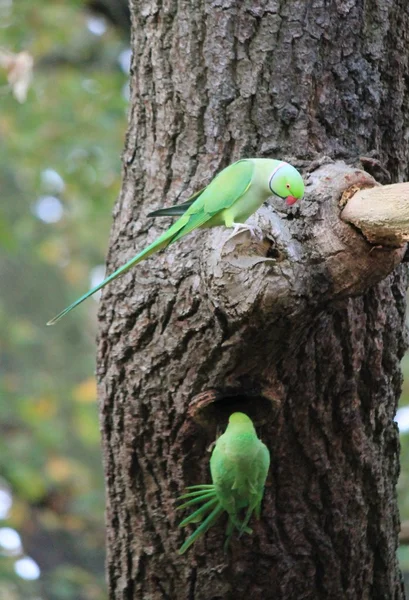 Feral Rose-ringed Parakeet (psitticula kraneri) em West London — Fotografia de Stock