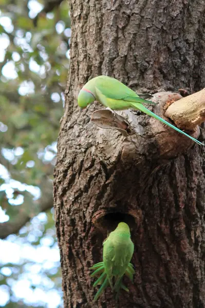 Feral Rose-ringed Parakeet (psitticula kraneri) em West London — Fotografia de Stock