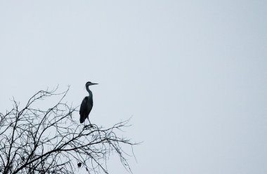 Gri balıkçıl siluet ağacında gökyüzü hanımefendi ile