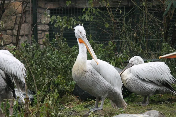 White pelican — Stock Photo, Image