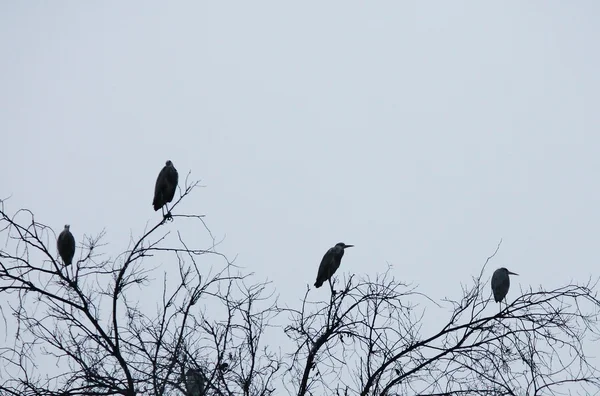 Garza gris en el árbol —  Fotos de Stock