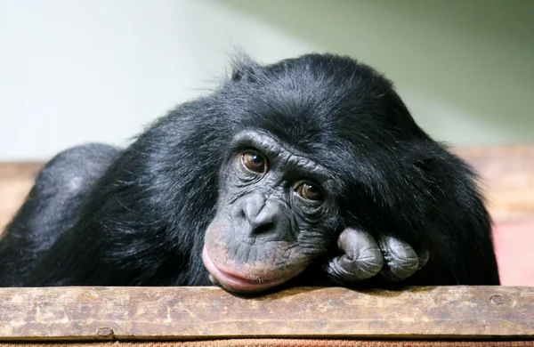 Sad chimpanzee chimp monkey ape face (Pan troglodytes) also know as a common chimpanzee — Stock Photo, Image