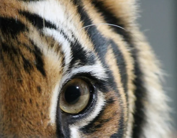 tiger close up eye