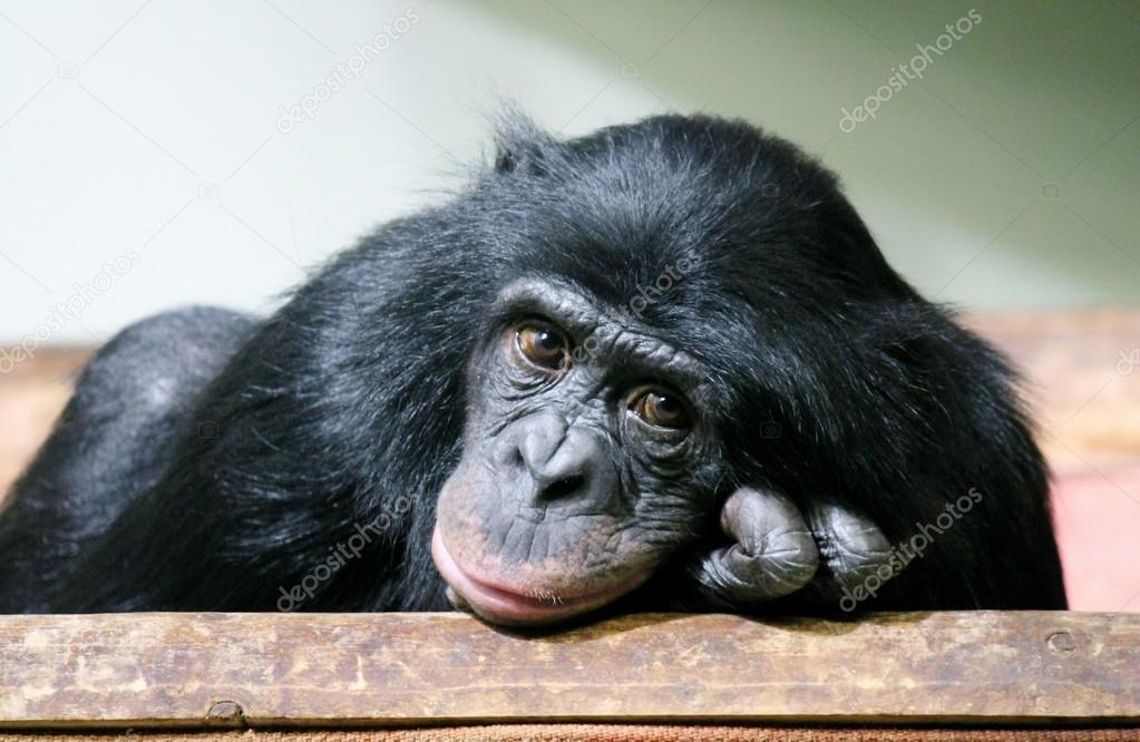 sad chimpanzee chimp monkey ape face (Pan troglodytes) also know as a common chimpanzee