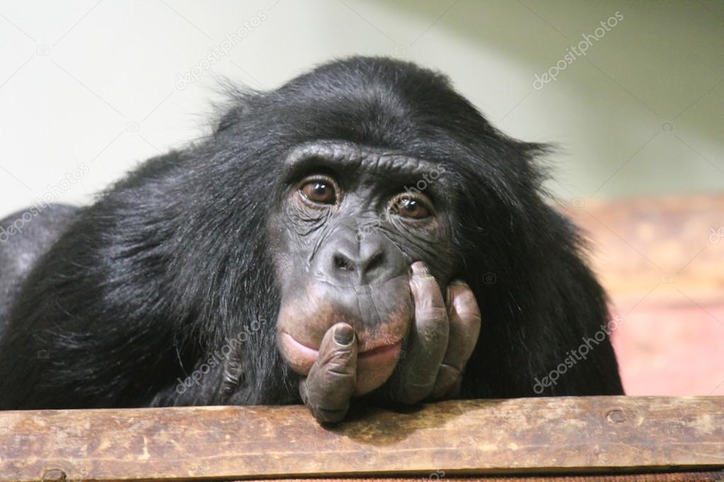 Chimpanzé chimpanzé macaco rosto cabeça macaco (Pan troglodytes) também  conhecido como um chimpanzé comum fotos, imagens de © cheekylorns2 #61296459