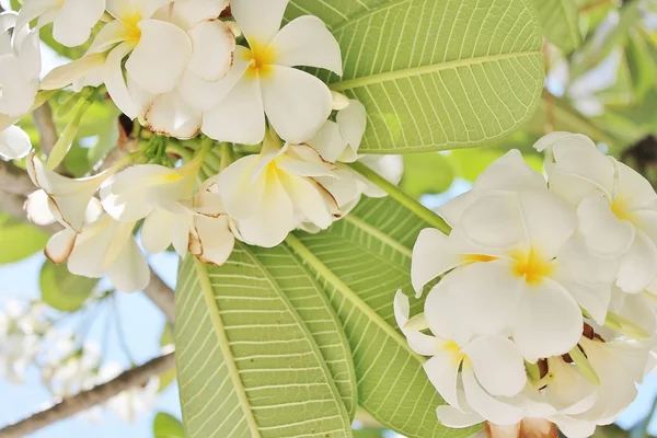 Tropiska frangipani blomma träd — Stockfoto