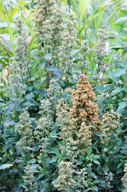 Quinoa superfood seeds crop grows at farm clipart