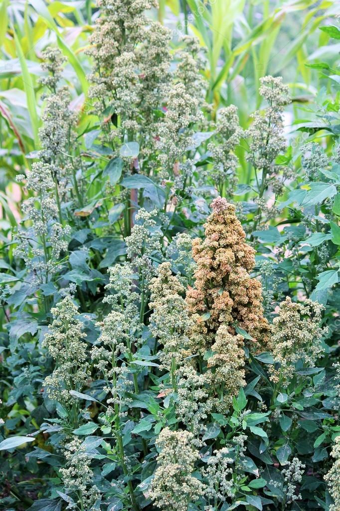 Quinoa superfood seeds crop grows at farm Stock Photo by ©cheekylorns2