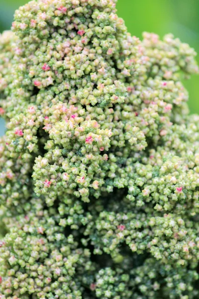 Quinoa superfood frön gröda växer på gård — Stockfoto
