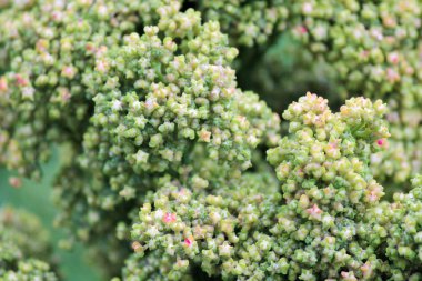 Quinoa tohum baş kırpma çiftlikte büyüyen yetişir, Quinoa tohum başının yakın