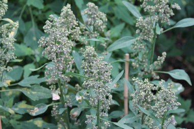 Quinoa kırpma çiftlikte yetişir