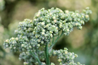 Quinoa ürün çiftlikte yetişir, Quinoa tohum kafa