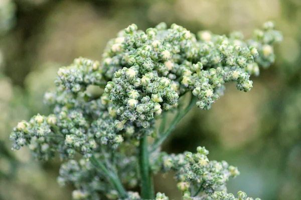 Uprawa quinoa rośnie w gospodarstwie, głowa nasion quinoa — Zdjęcie stockowe