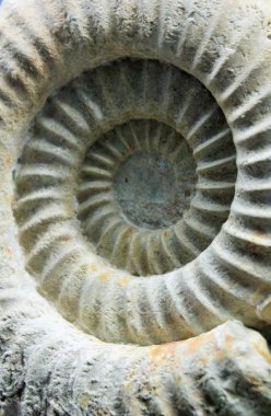 Taş yüzeyinde ki ammonit öncesi fosilin yakın çekim. stok, fotoğraf, fotoğraf, resim, resim,