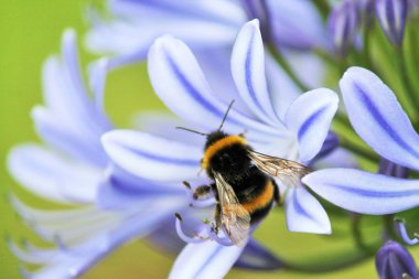 Bumble bee Afrika Agapanthus'tan almıştır (Agapathus africanus)