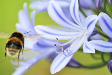 Bumble bee Afrika Agapanthus'tan almıştır (Agapathus africanus)