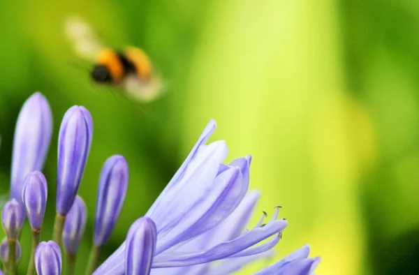 Agapanthus africano (Agapathus africanus) com abelha — Fotografia de Stock