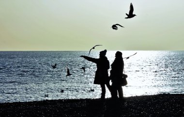 Martılar çakıl Plajı'nda sürüsü besleme